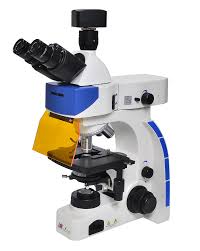 Trinocular Fluorescence Microscope